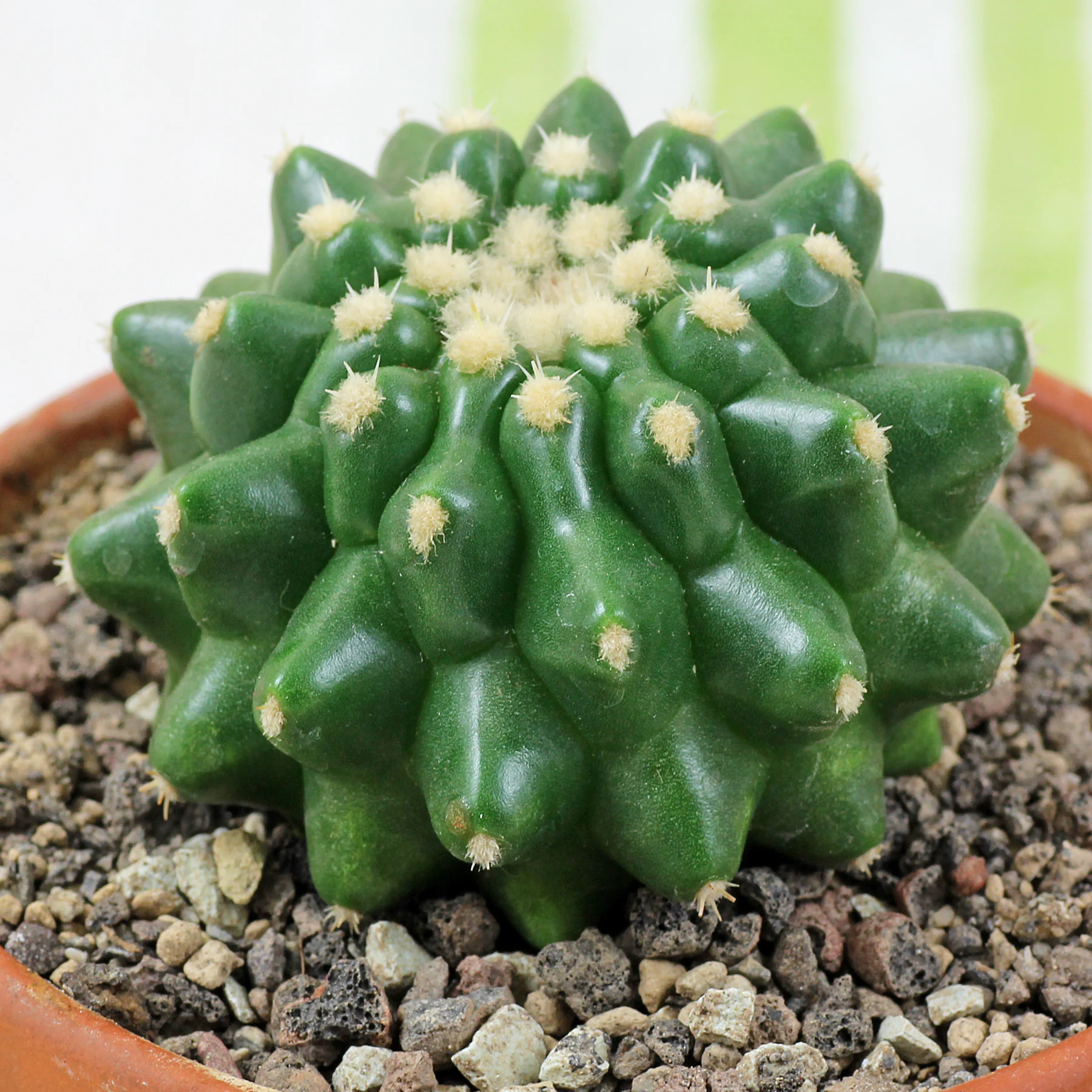 Kroenleinia grusonii Brevispinus 5