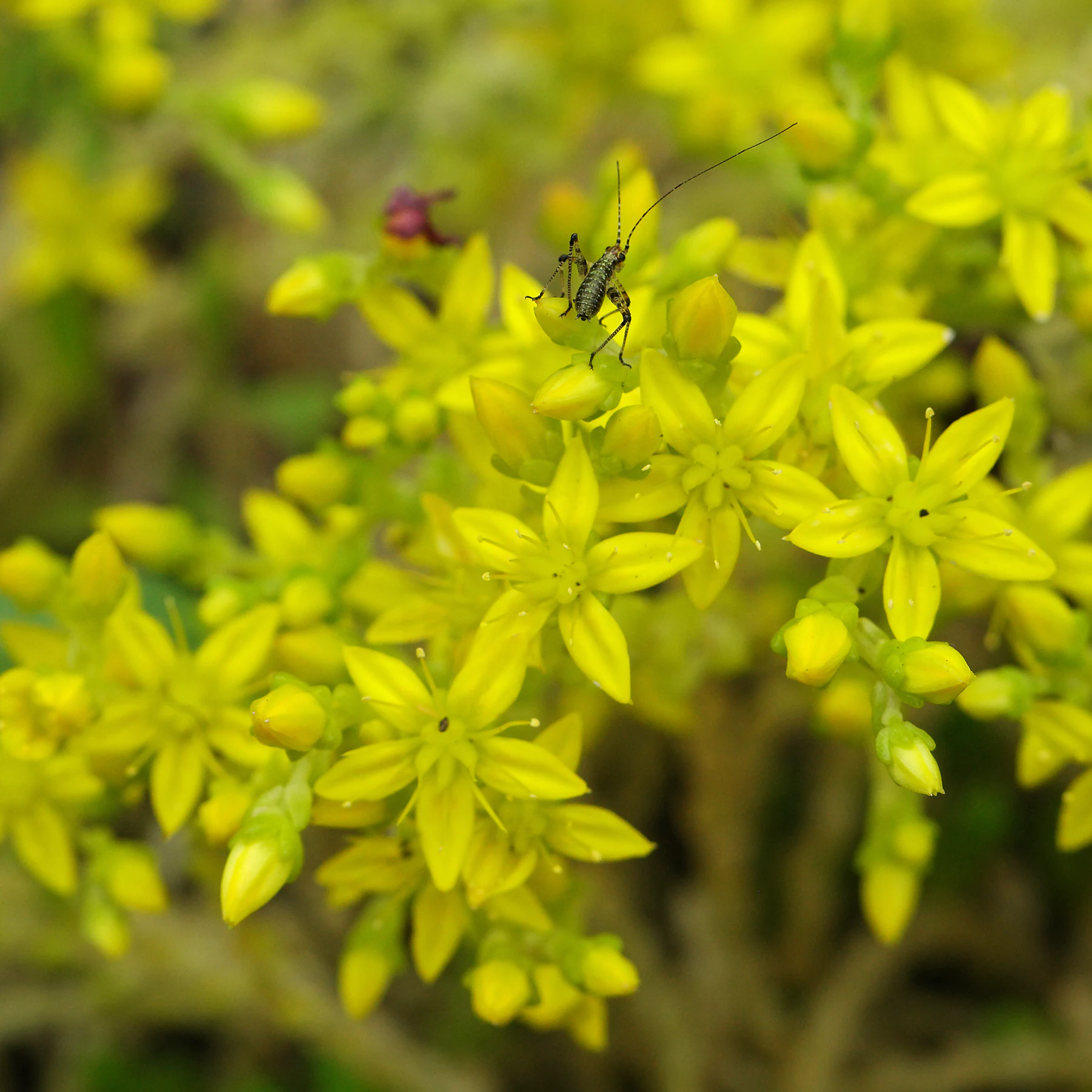 Kwiaty Sedum acre