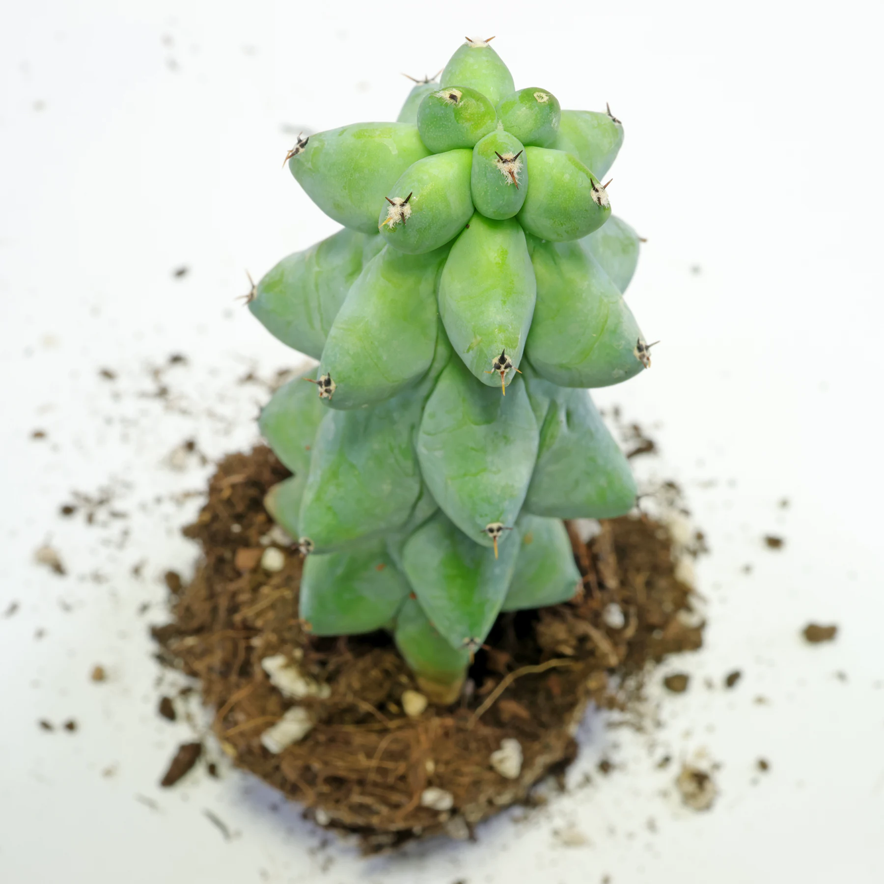 Myrtillocactus geometrizans Fukurokuryuzinboku 3