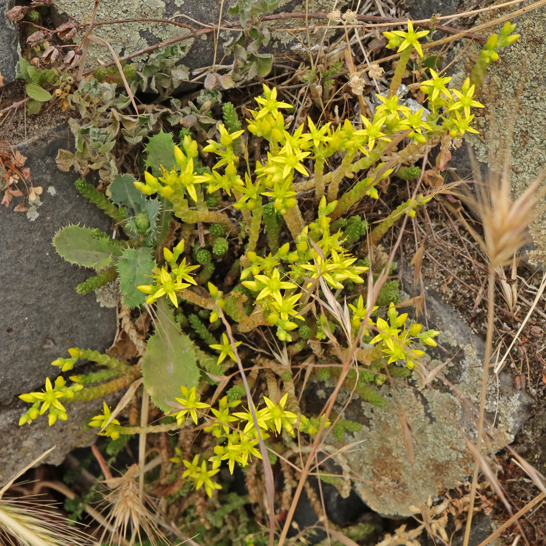 Rozchodnik ostry Sedum acre