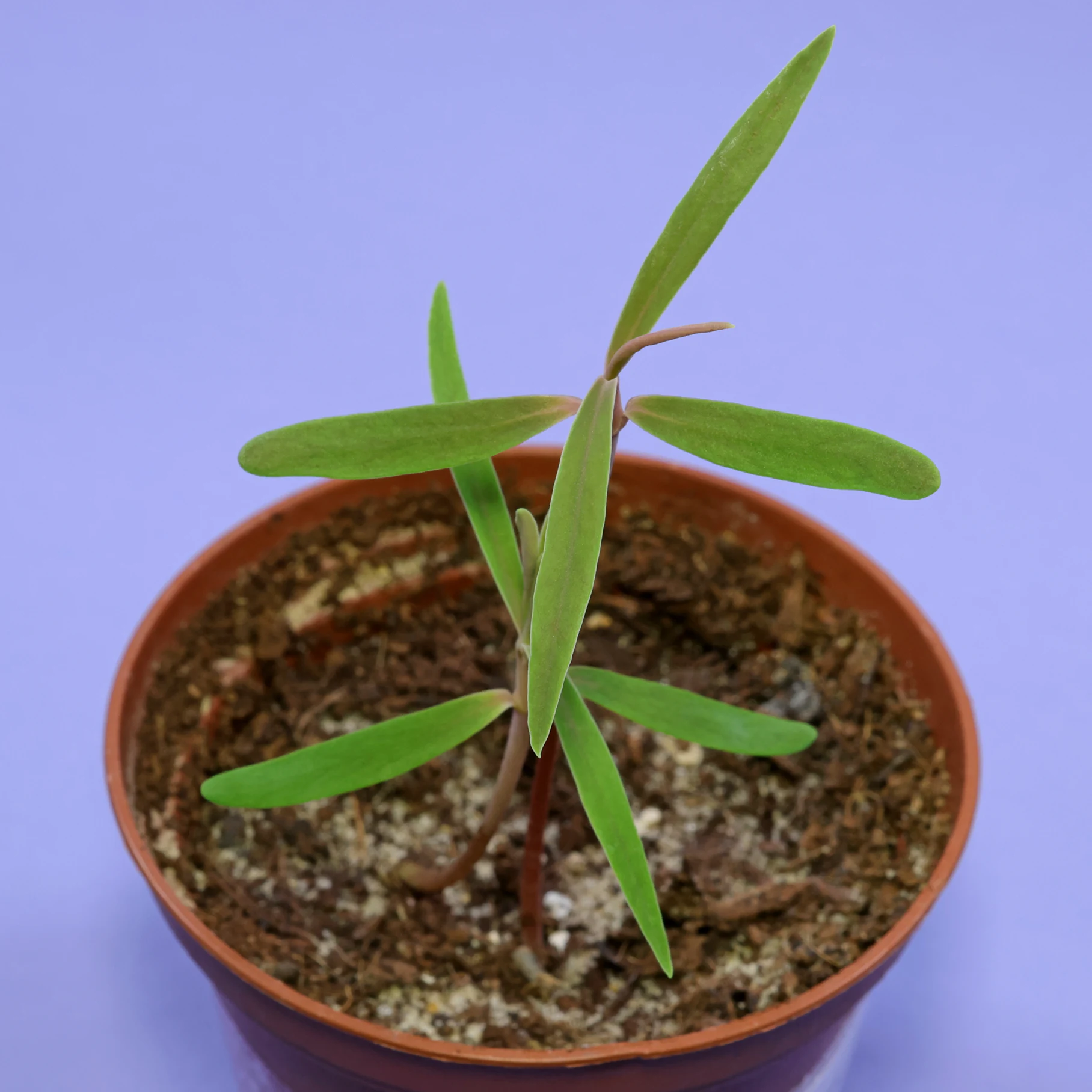 Sadzonki Euphorbia atropurpurea