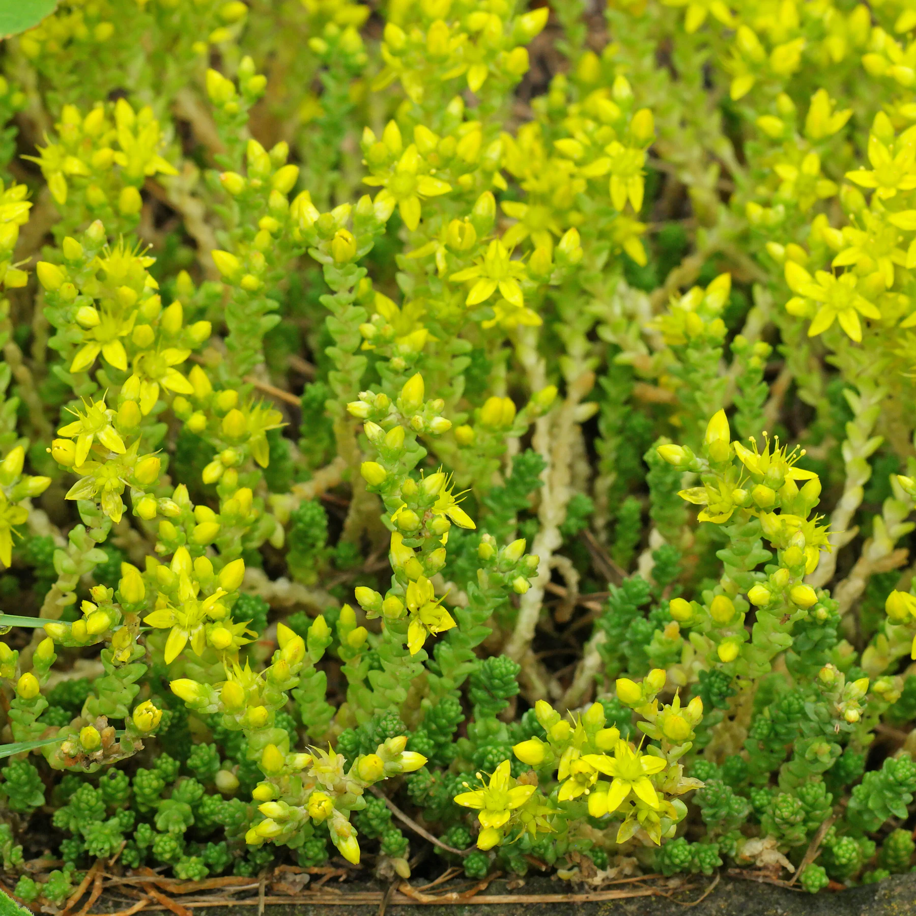 Sedum acre rozchodnik ostry