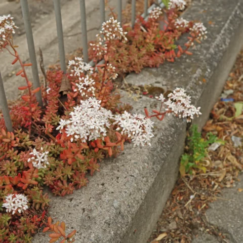 Sedum album