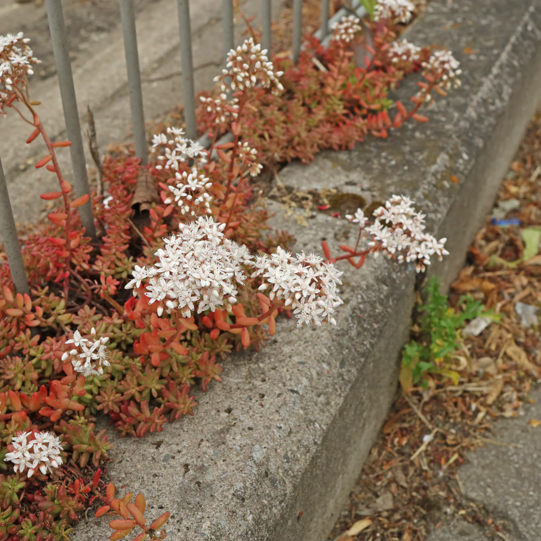 Sedum album