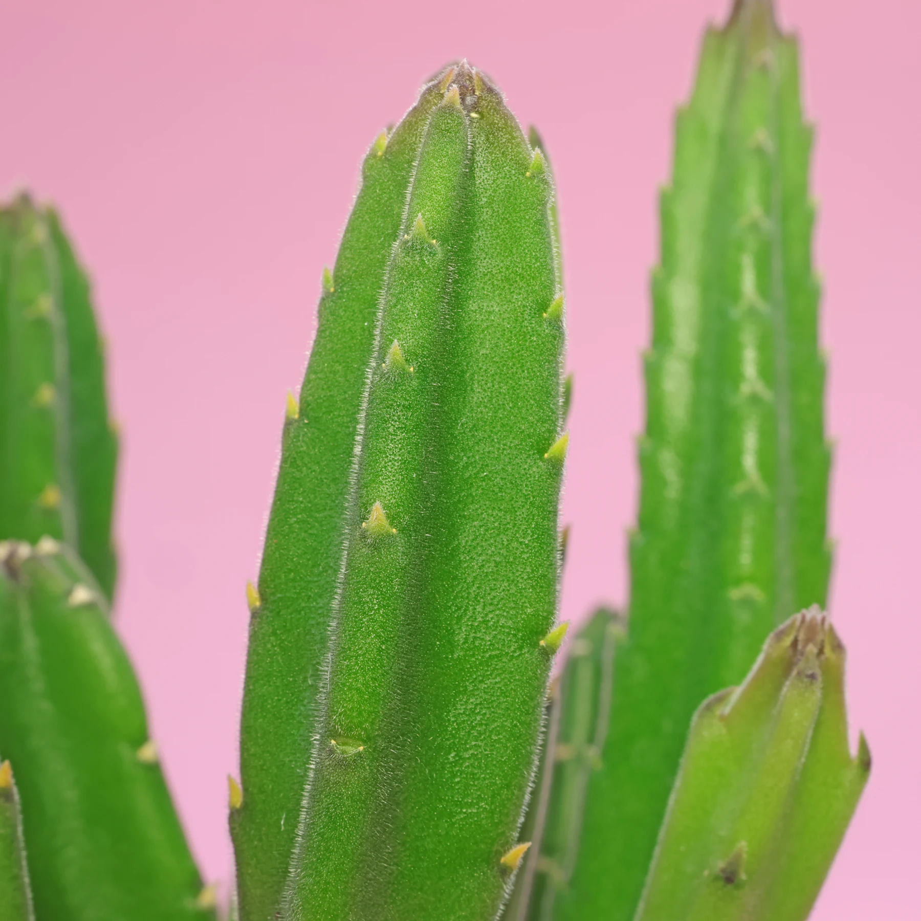 Stapelia gigantea 2