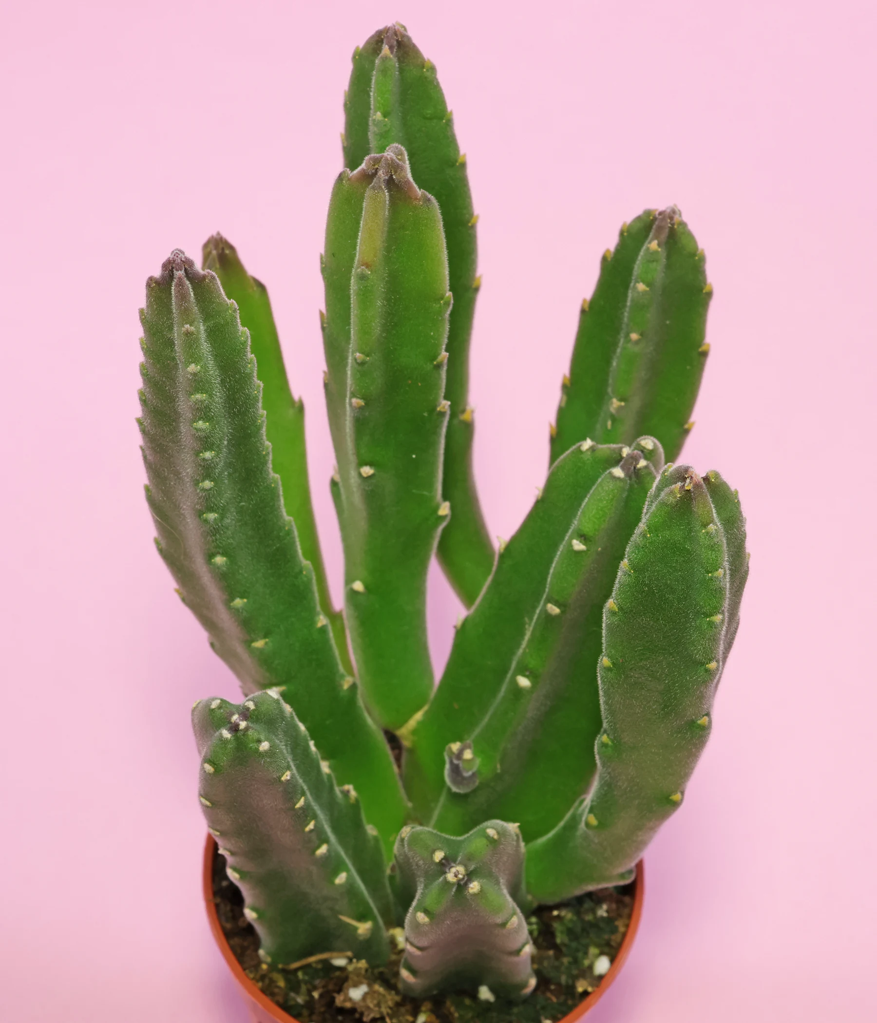 Stapelia gigantea 3