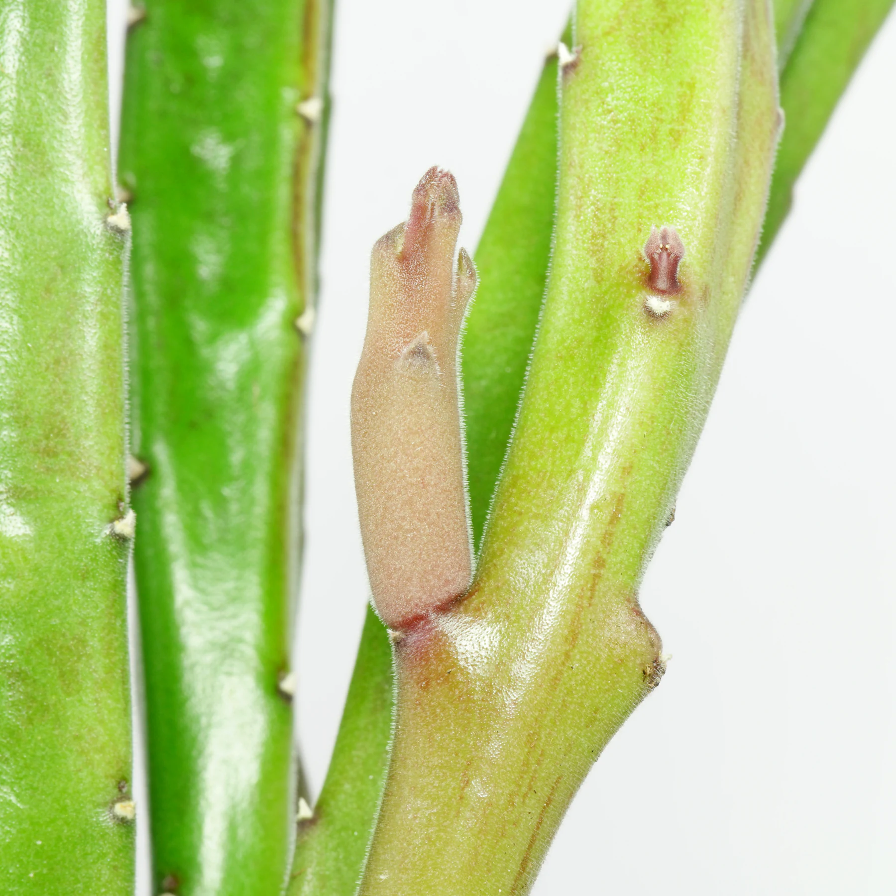 Stapelia hirsuta 4