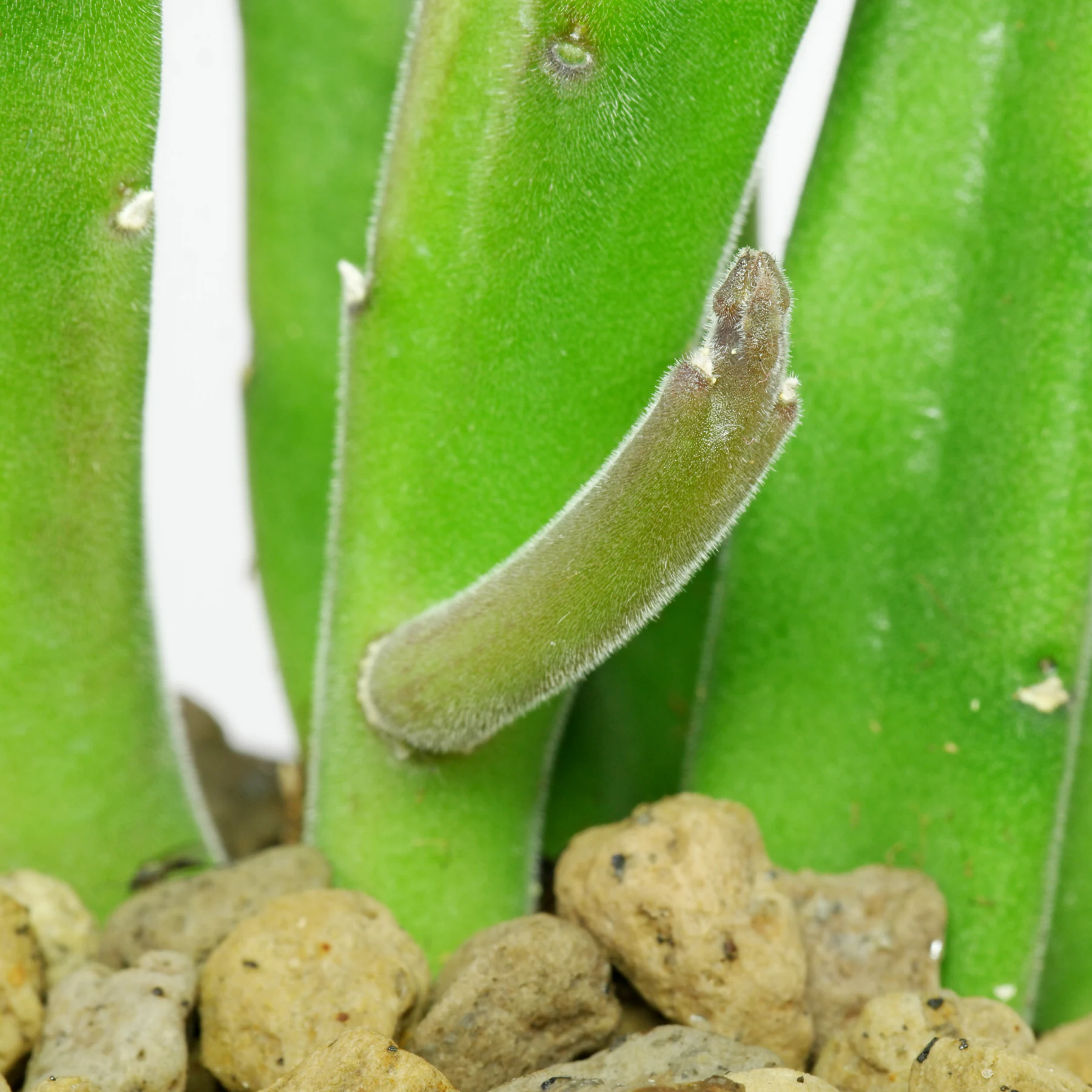 Stapelia hirsuta 5