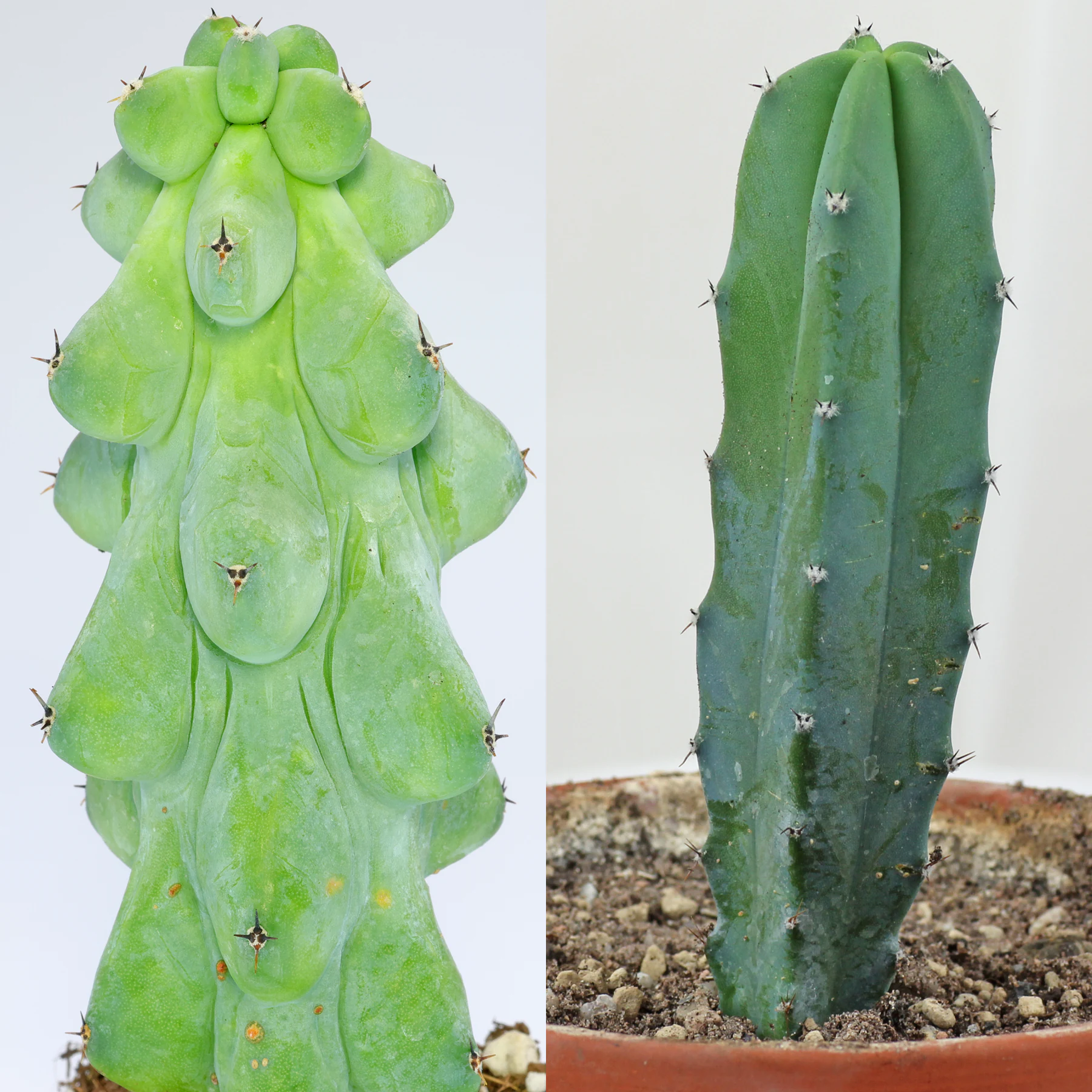 myrtillocactus geometrizans & Myrtillocactus geometrizans Fukurokuryuzinboku