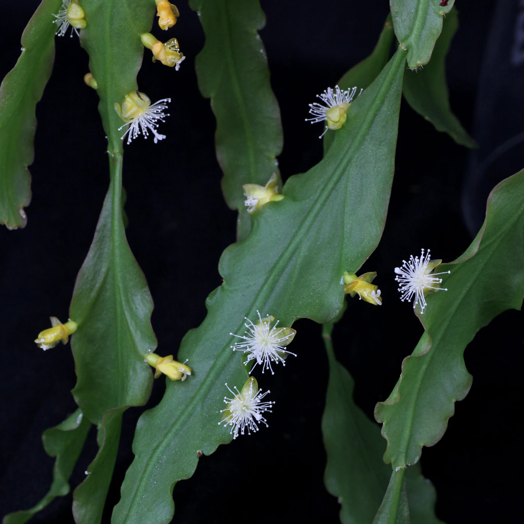 Kwiaty Rhipsalis crispata