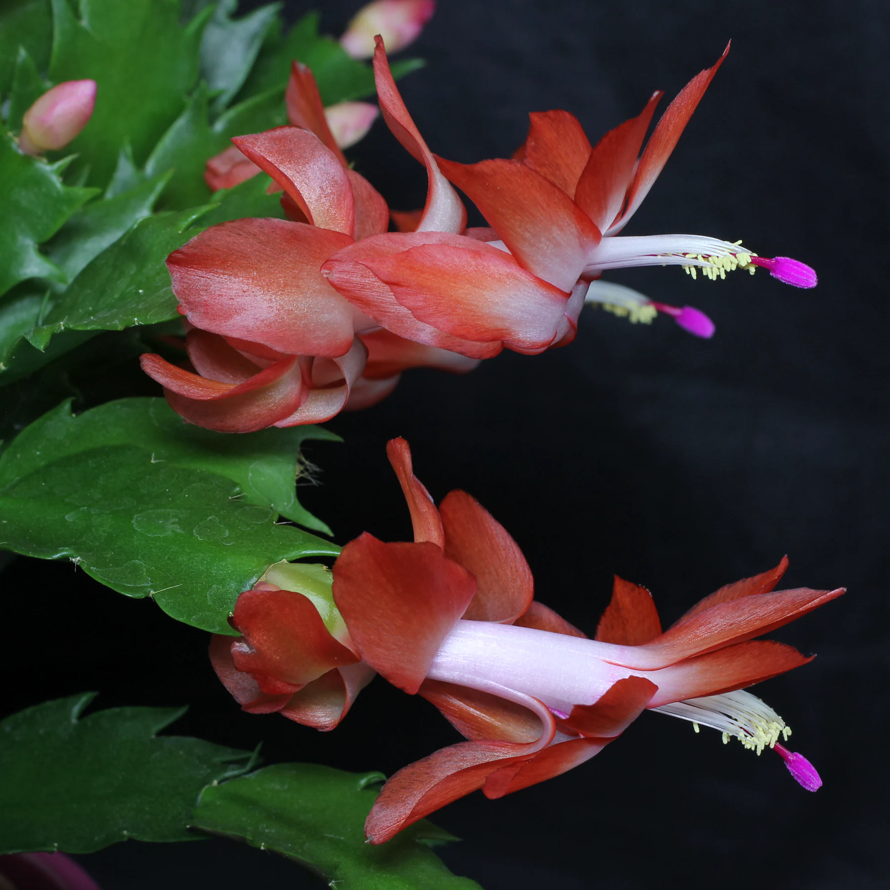 Kwiaty Szlumbergera ucięta