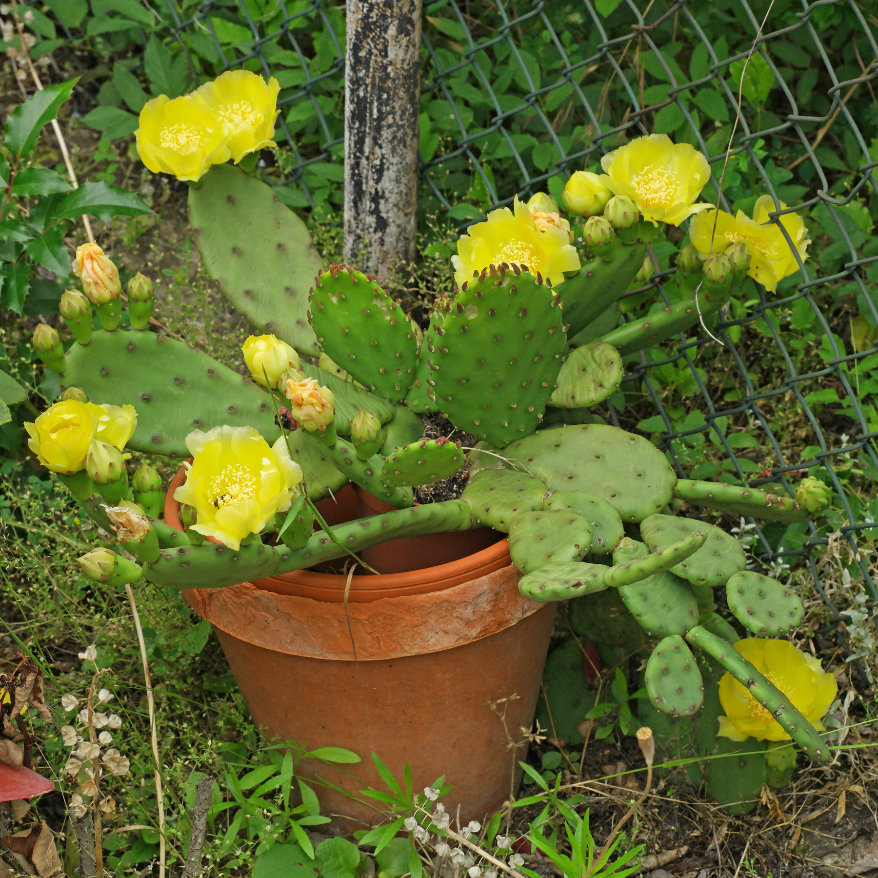 Opuncja Opuntia humifusa