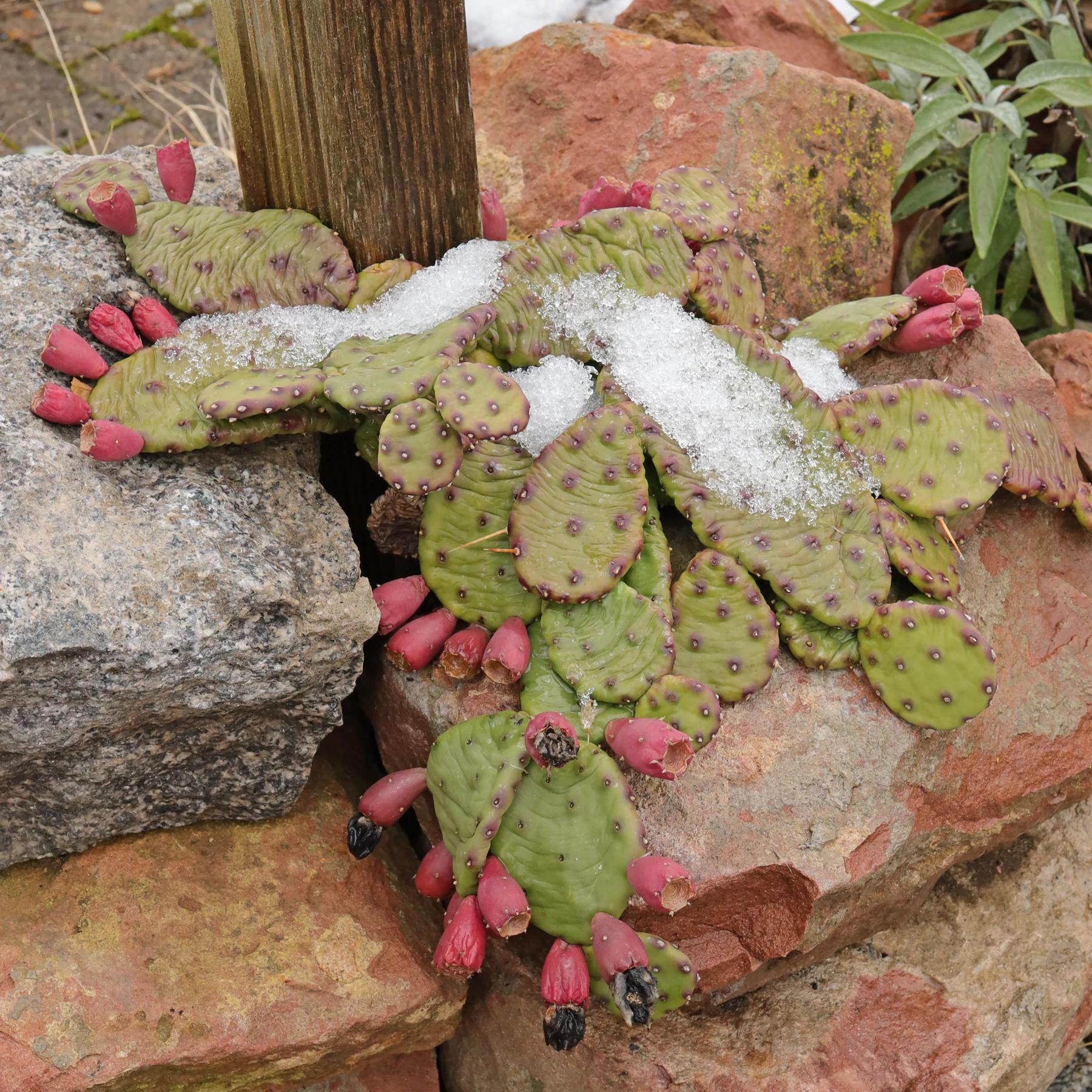 Opuntia humifusa w śniegu