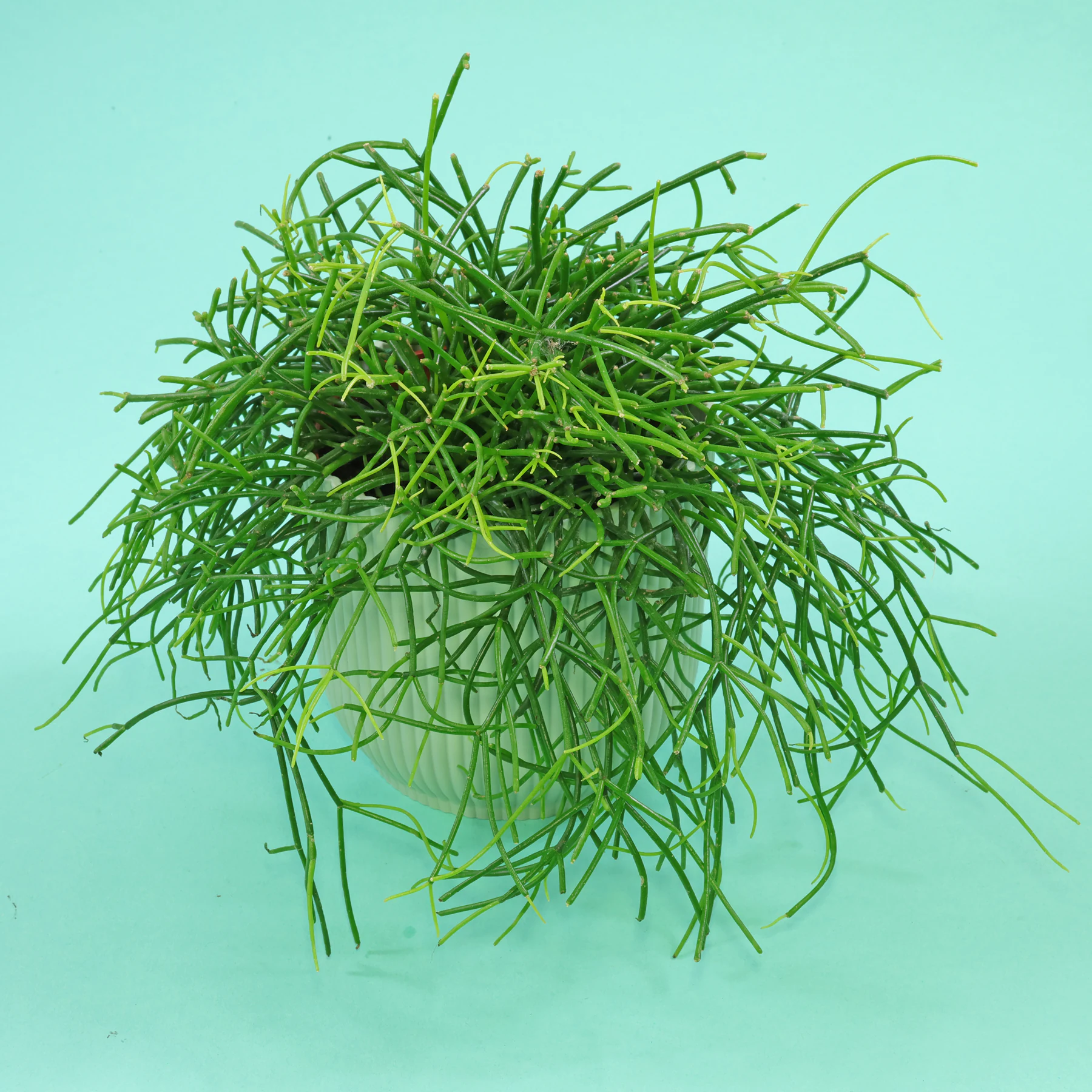 Rhipsalis cassutha