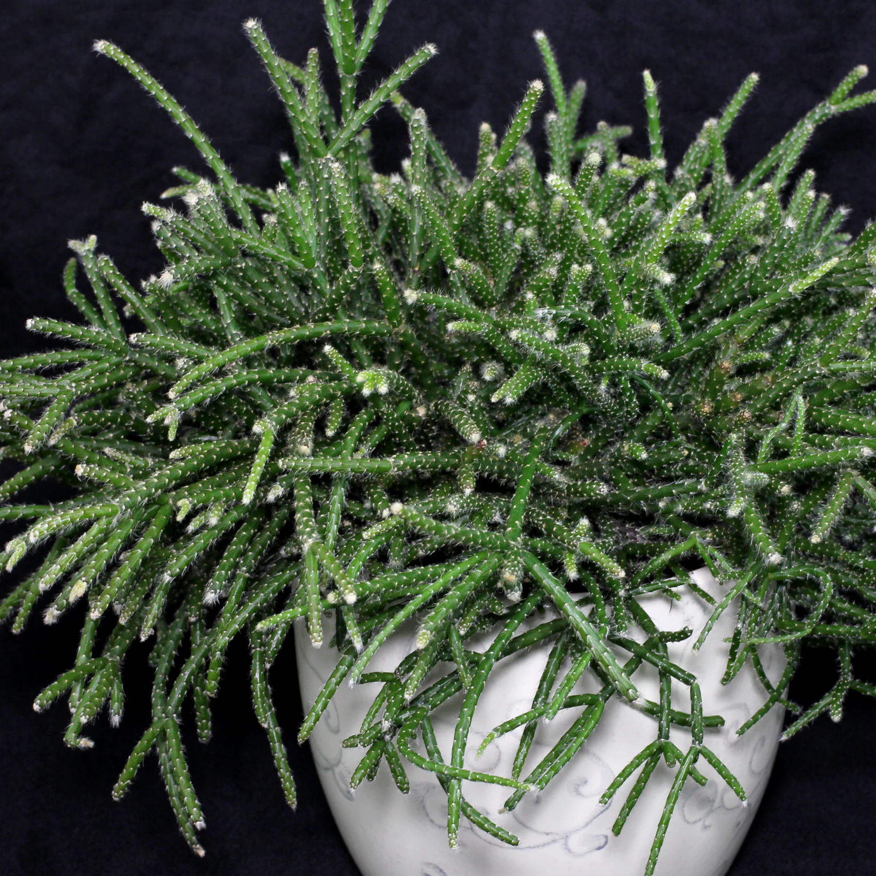 Rhipsalis pilocarpa