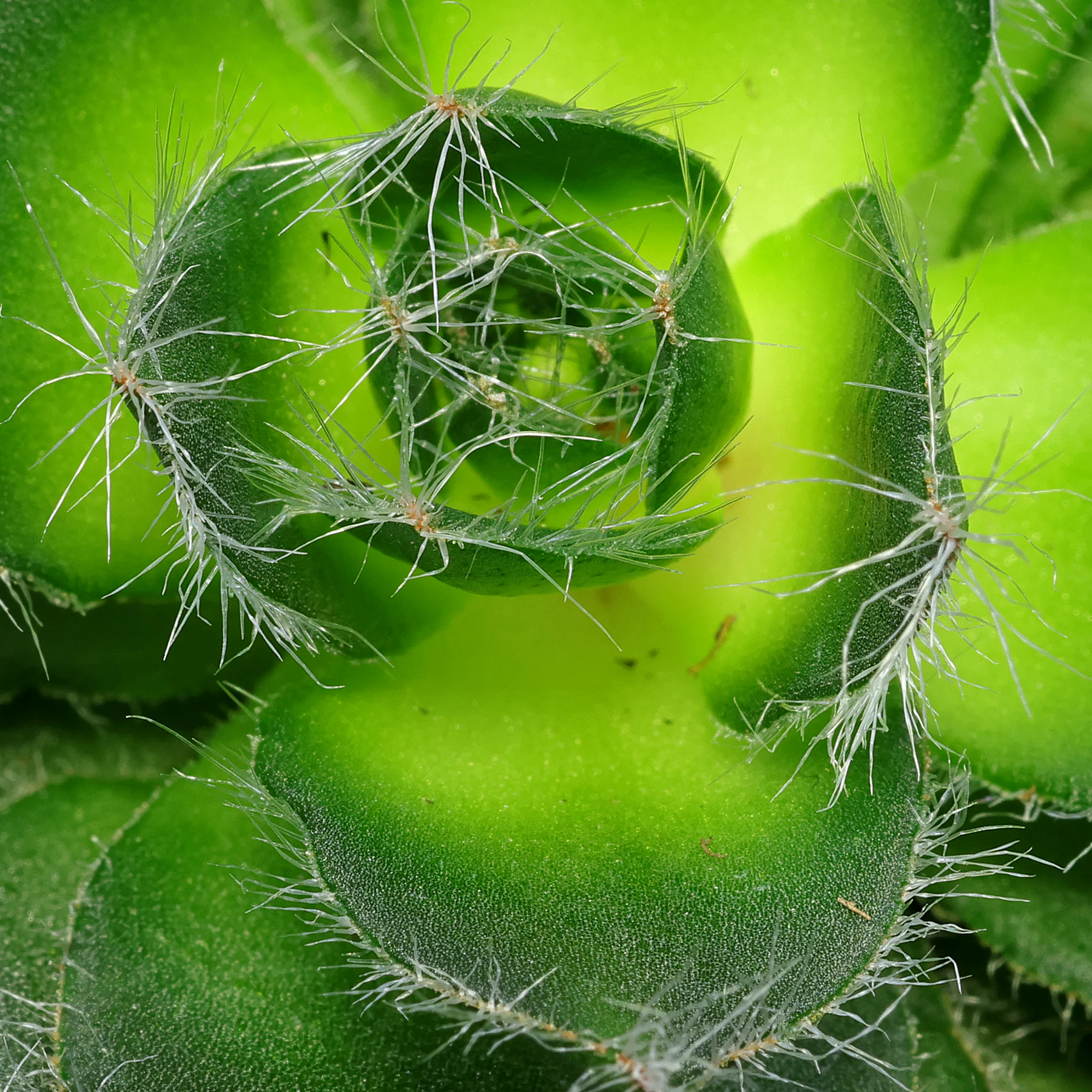 Crassula barbata