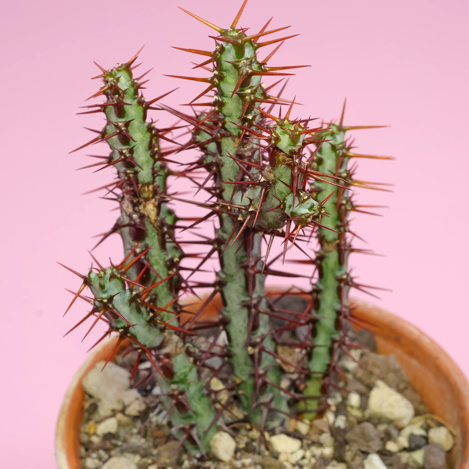 Euphorbia aeruginosa