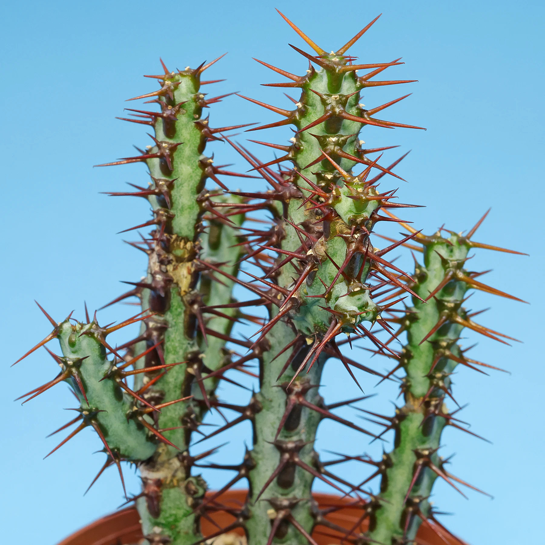 Euphorbia aeruginosa