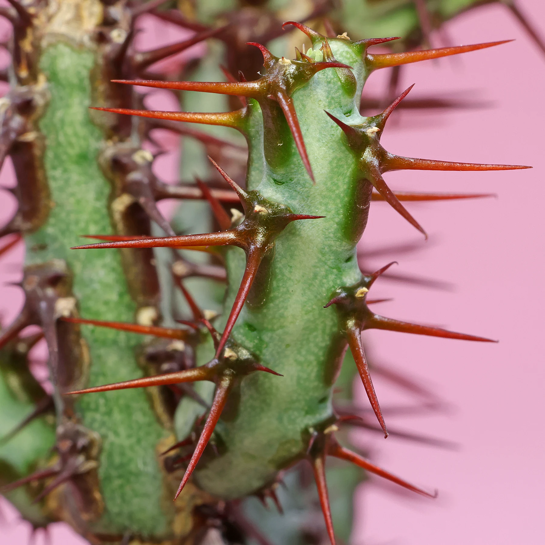 Euphorbia aeruginosa ciernie