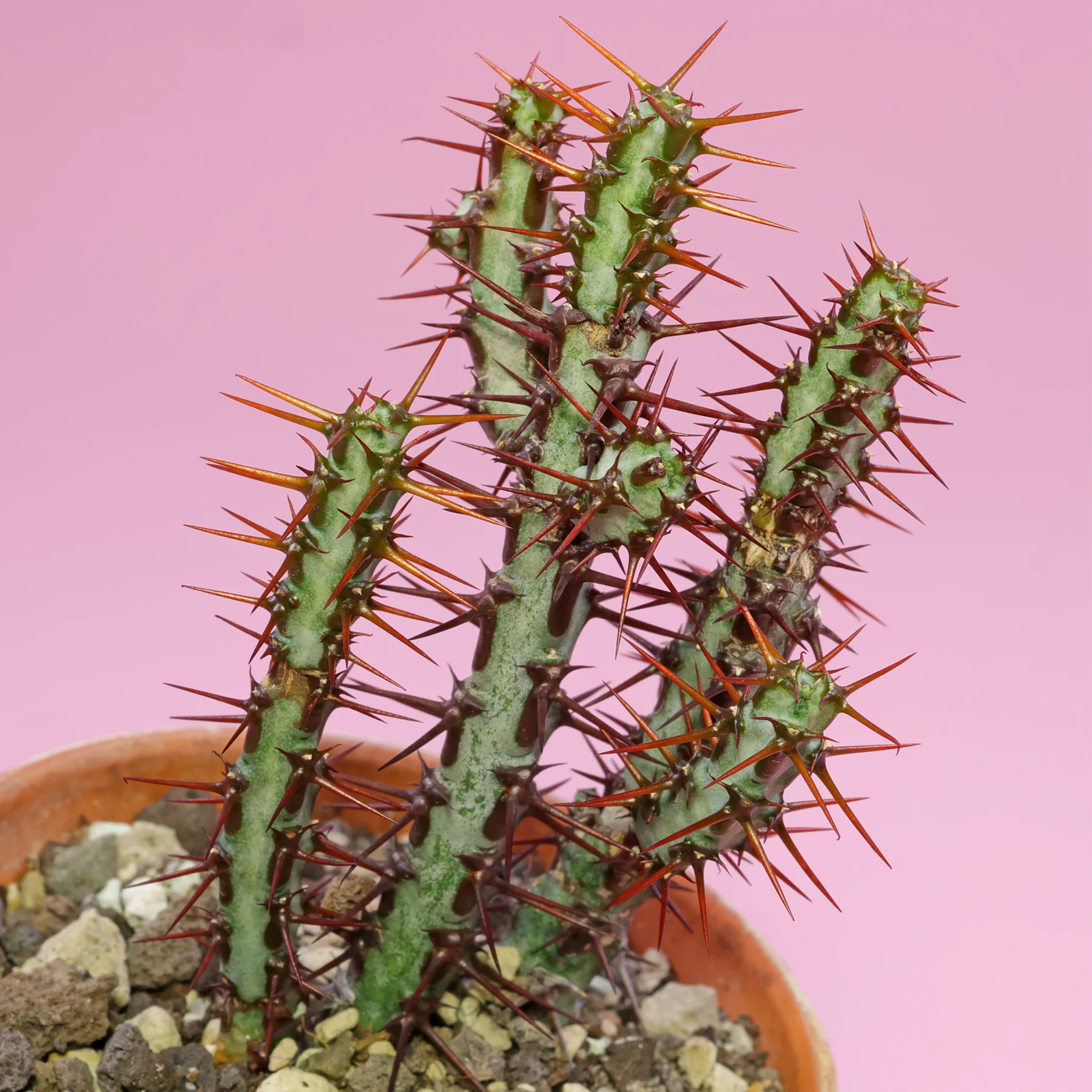 Euphorbia aeruginosa