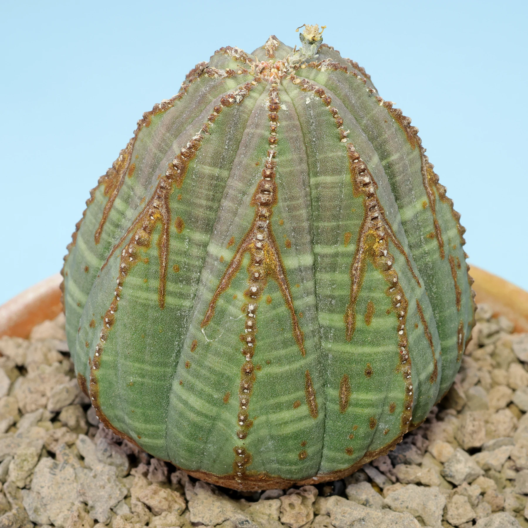 Euphorbia obesa