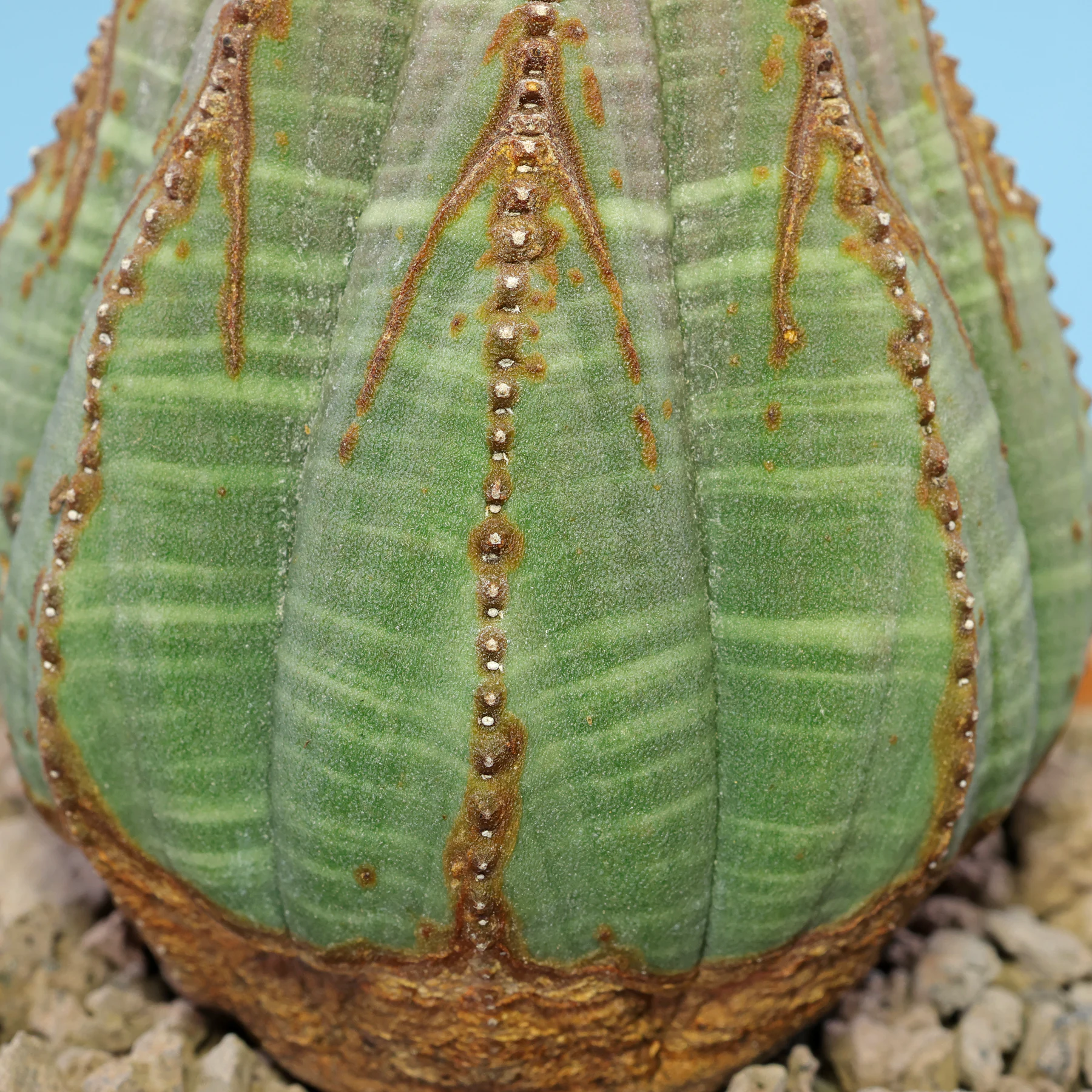 Euphorbia obesa