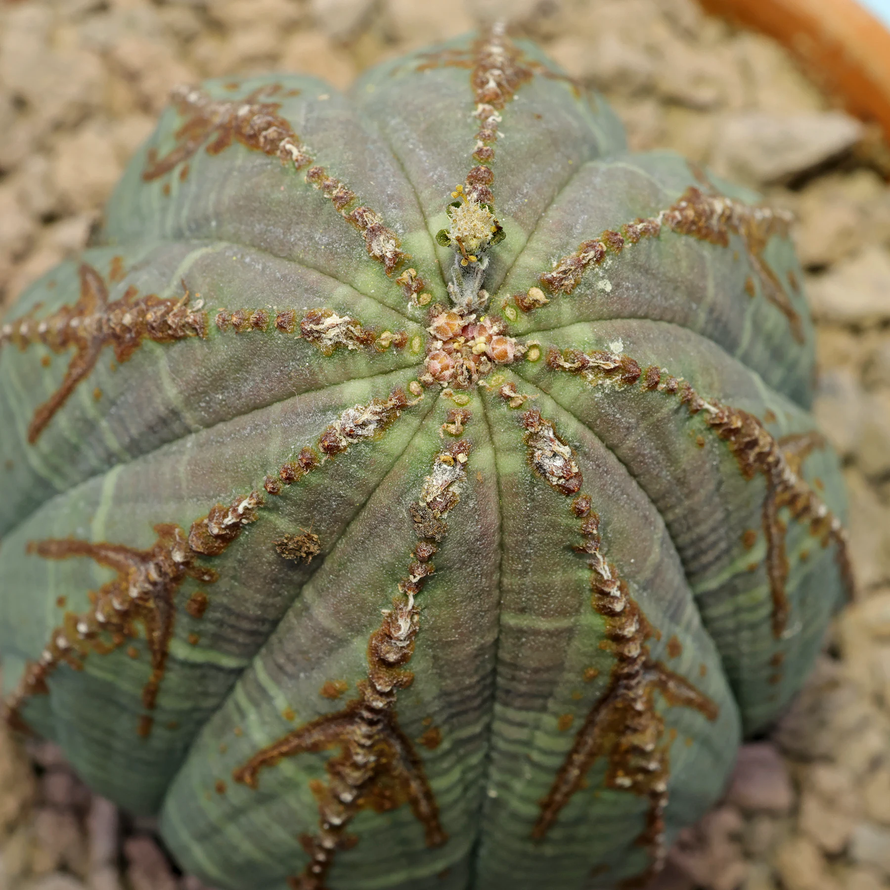 Euphorbia obesa