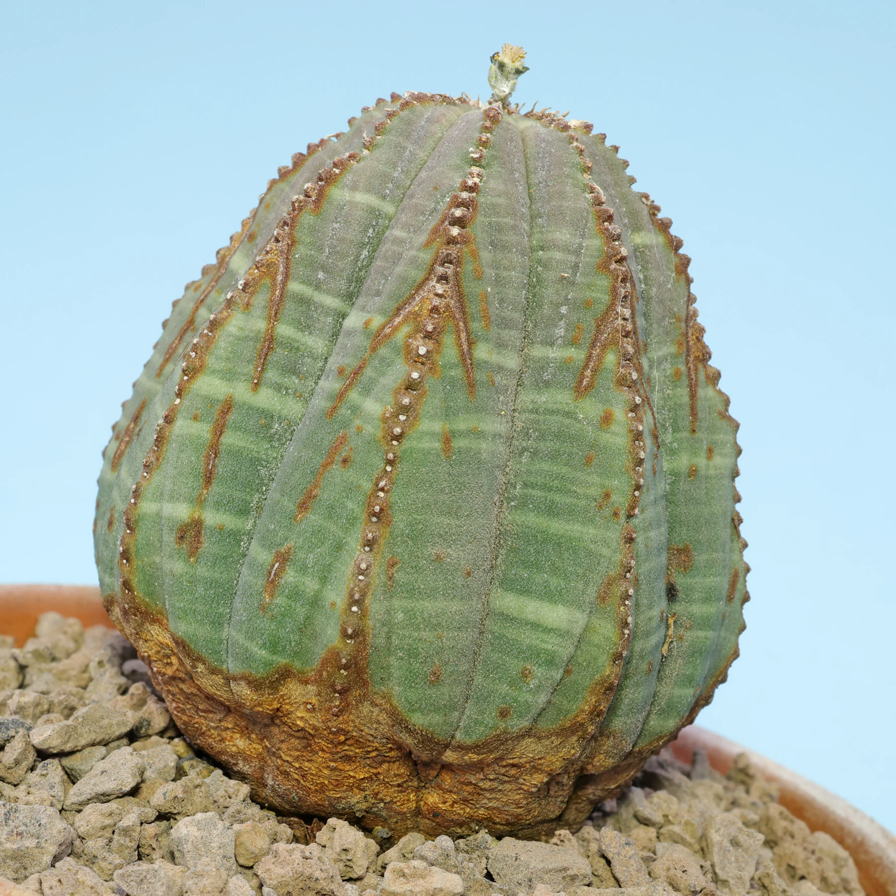 Euphorbia obesa