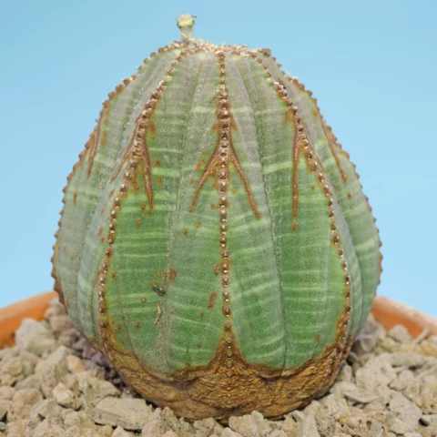 Euphorbia obesa