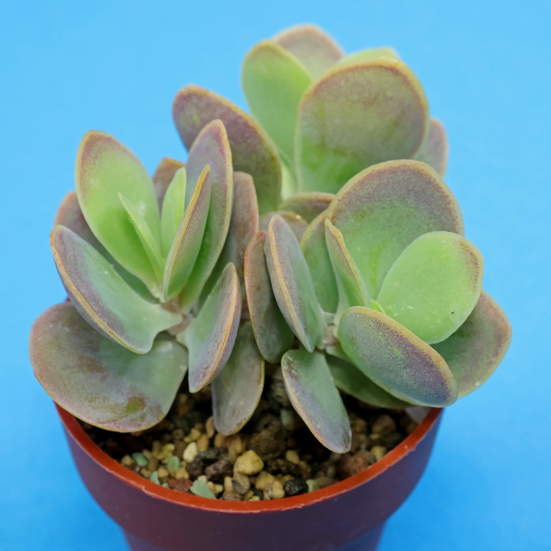 Kalanchoe rotundifolia