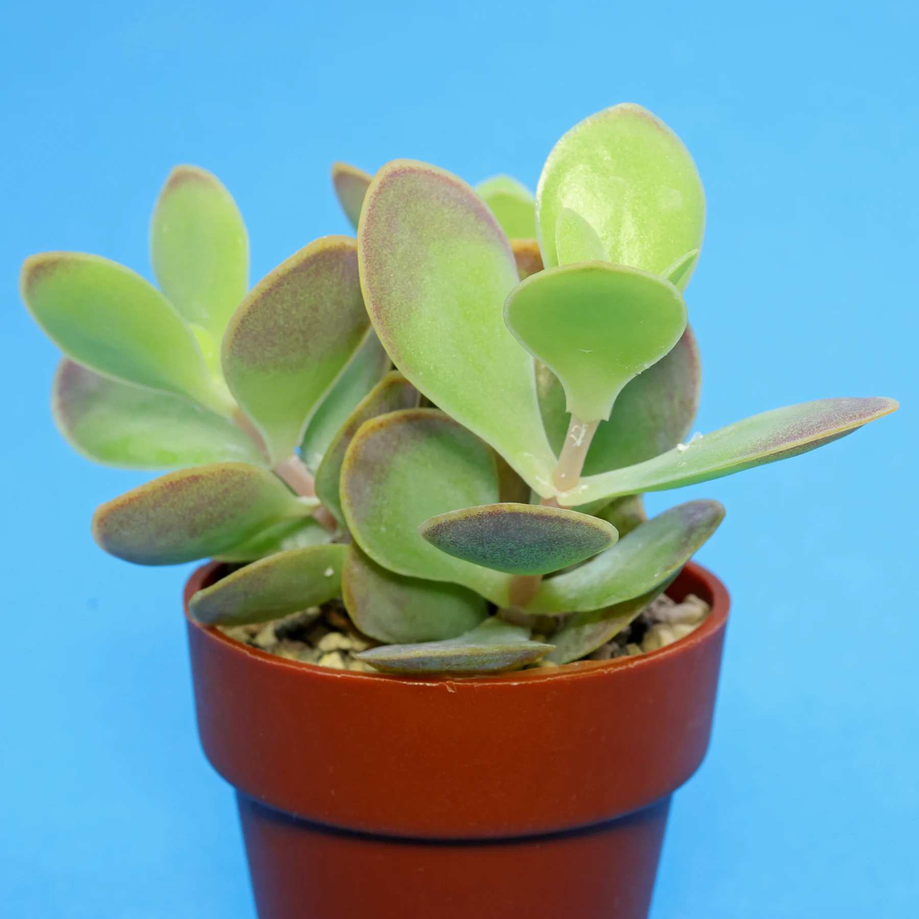 Kalanchoe rotundifolia