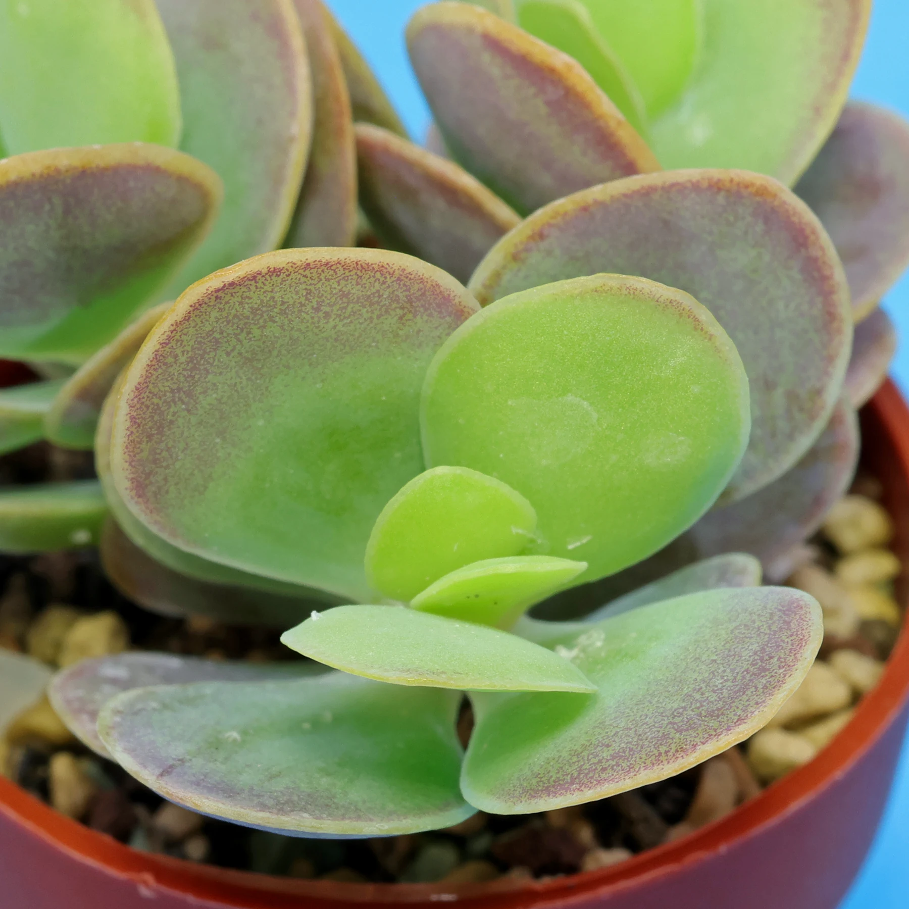 Kalanchoe rotundifolia