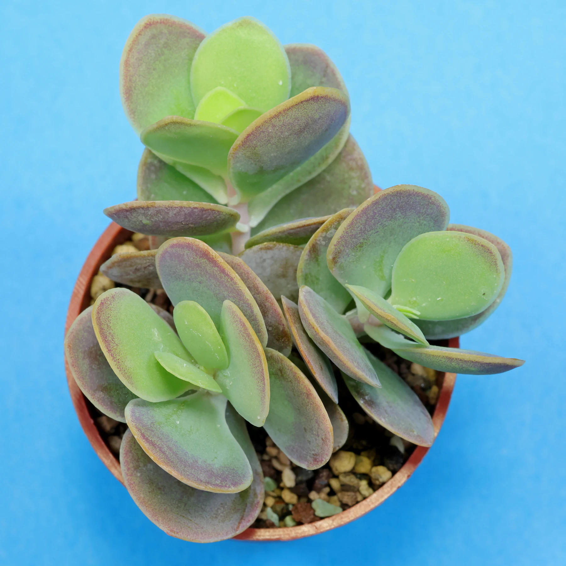 Kalanchoe rotundifolia